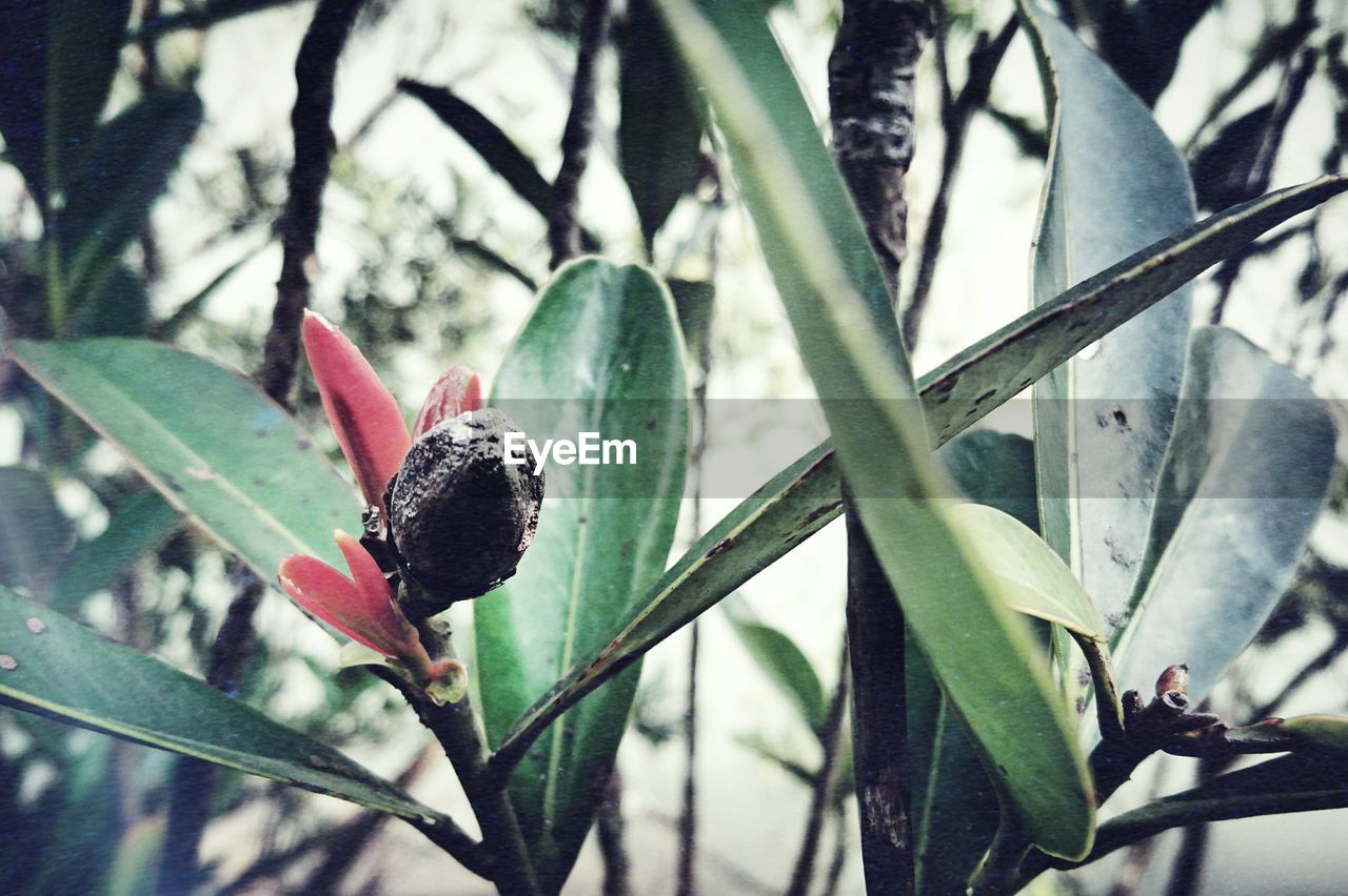 CLOSE-UP OF CACTUS GROWING OUTDOORS