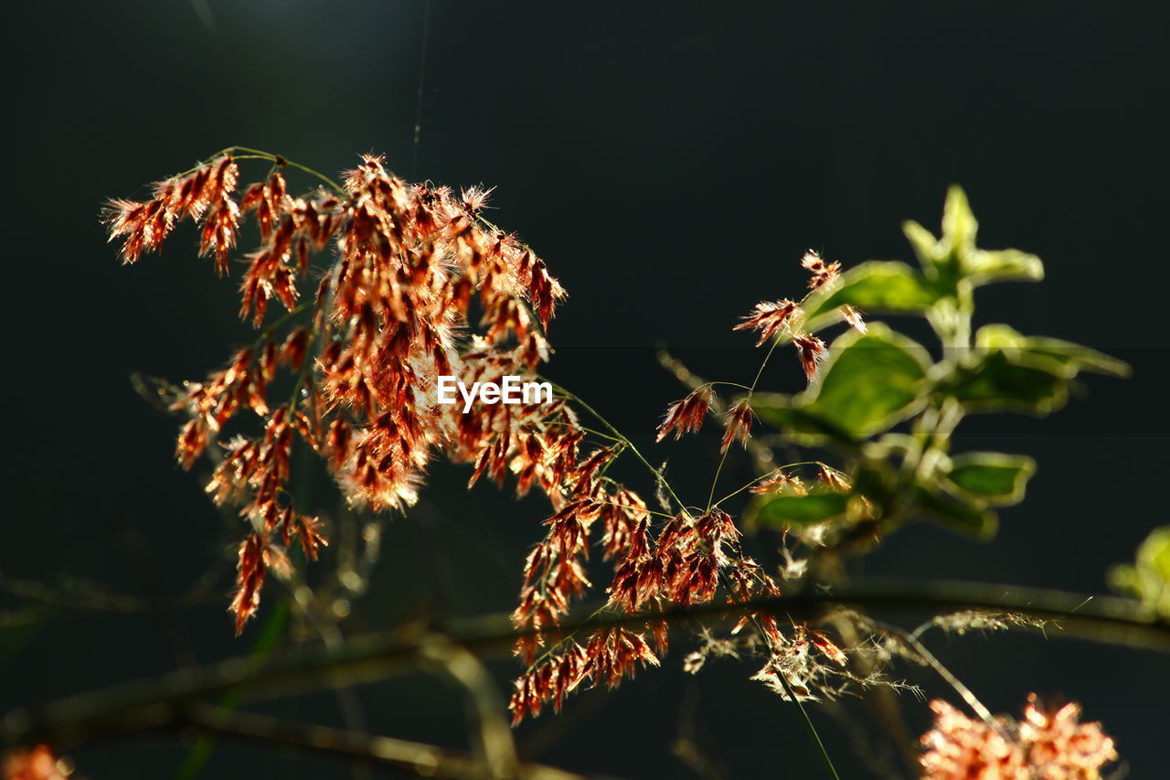 Close-up of wilted plant