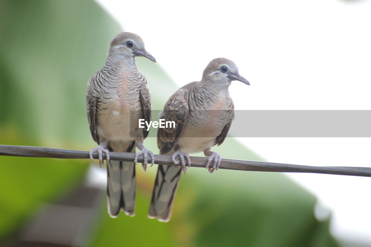 CLOSE-UP OF BIRDS PERCHING