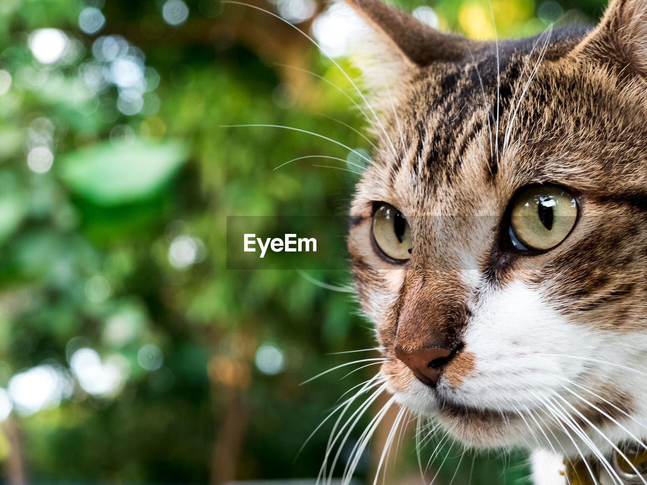 Close-up of cat looking away