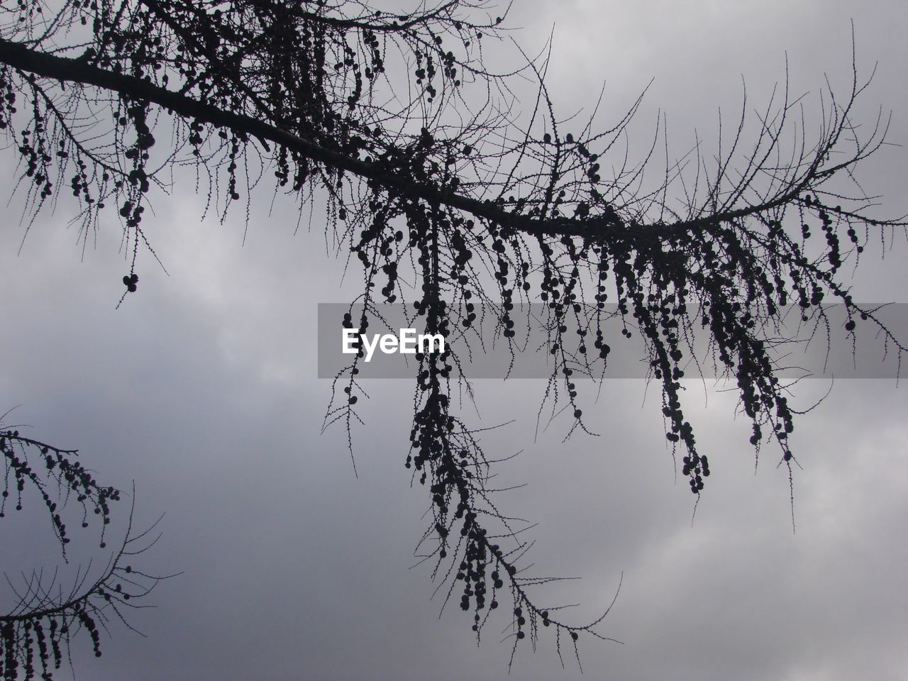 LOW ANGLE VIEW OF SILHOUETTE BARE TREE AGAINST SKY AT DUSK