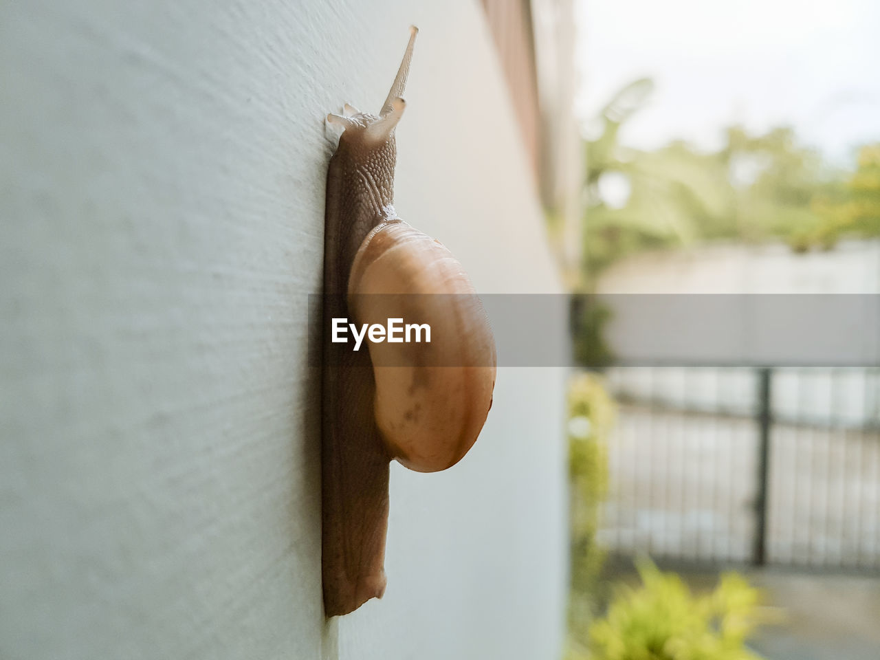 CLOSE-UP OF SNAIL ON LEAF AGAINST BLURRED BACKGROUND