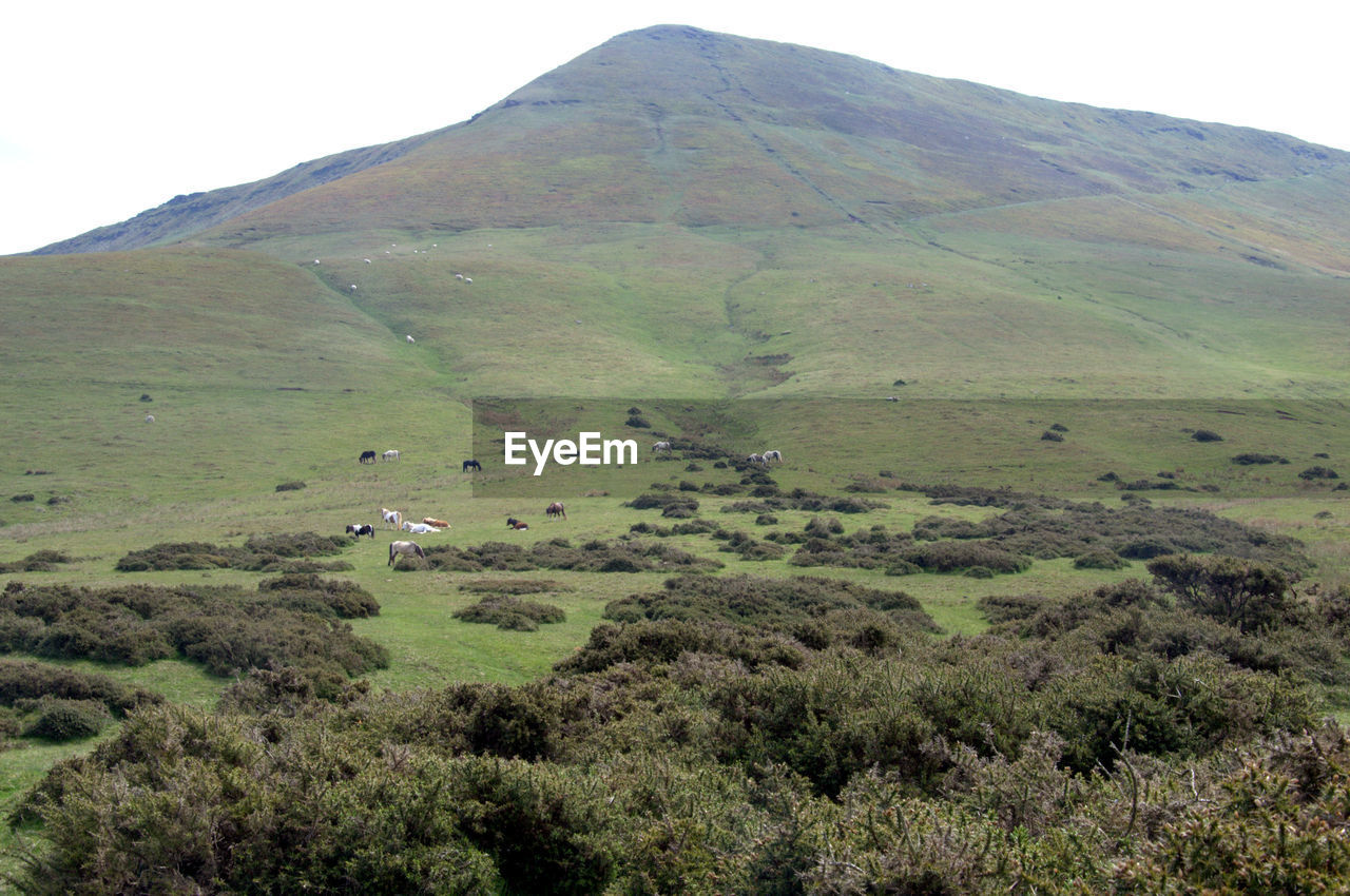 HIGH ANGLE VIEW OF A SHEEP ON A LAND