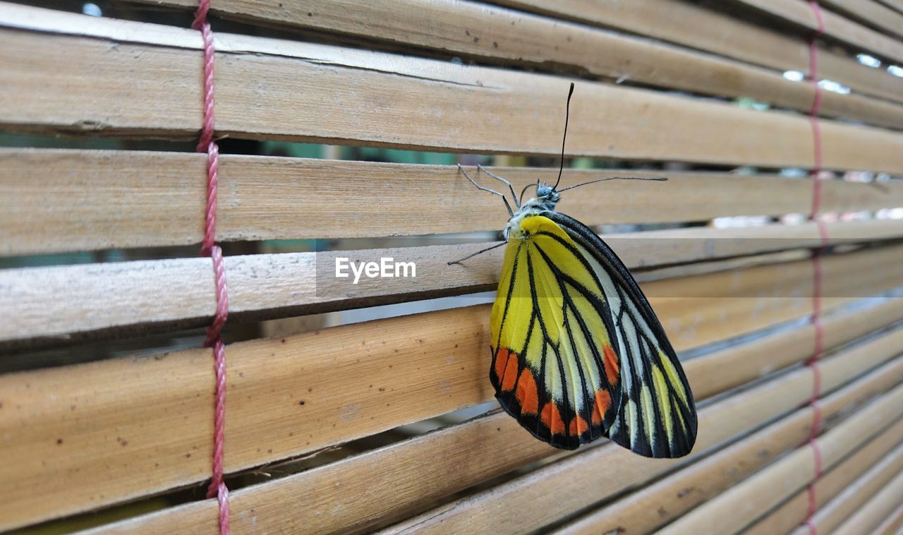 CLOSE-UP OF BUTTERFLY ON THE WALL