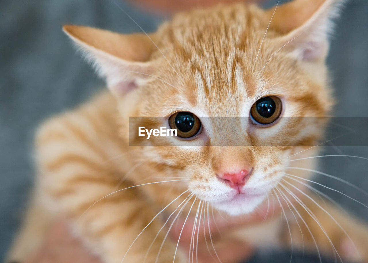 Close-up portrait of cat at home