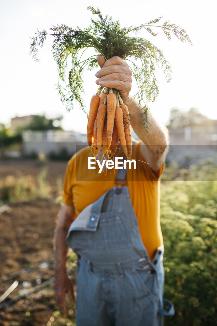 Unrecognizable senior man holding bunch of harvested carrots