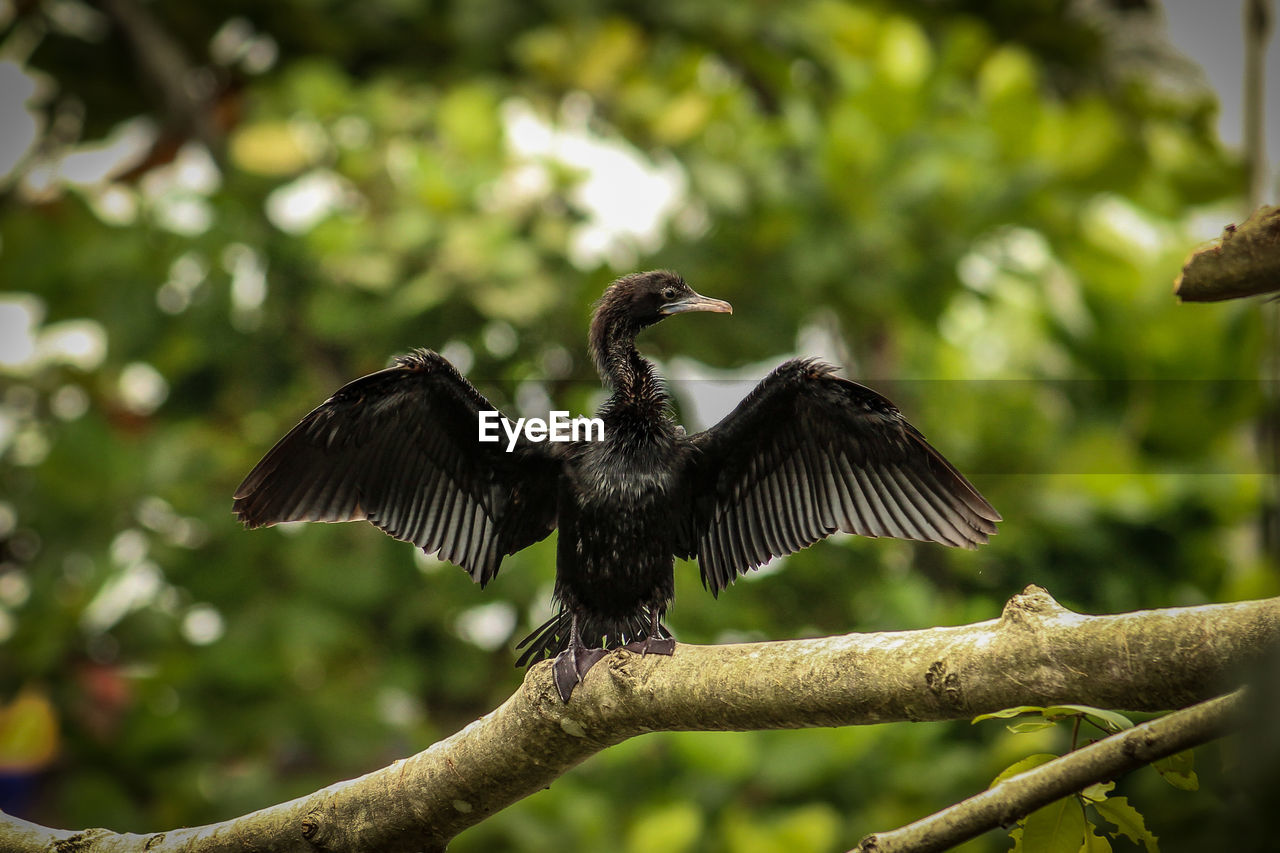 BIRD FLYING OVER TREE