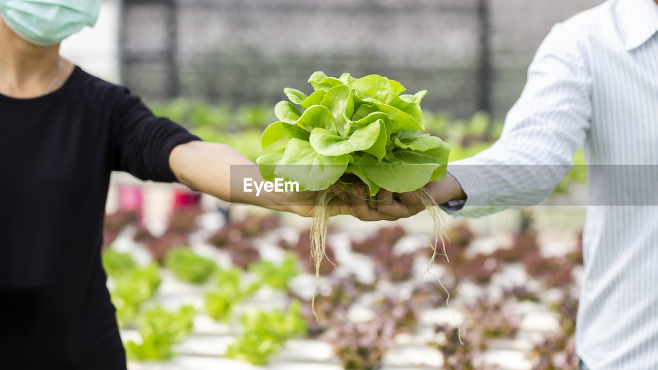 Hands touching non toxic vegetables