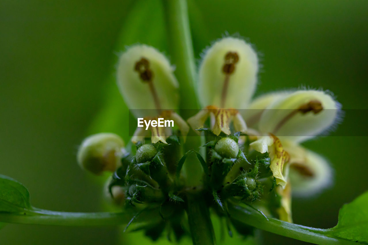 CLOSE-UP OF WHITE FLOWER BUDS