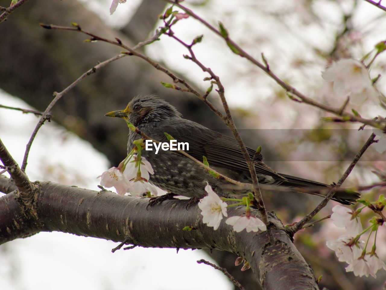 BIRD PERCHING ON TREE BRANCH