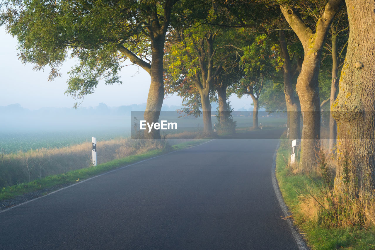 Empty road along trees