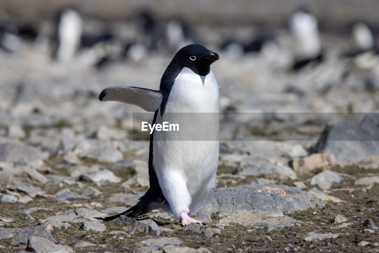 bird, animal themes, animal, animal wildlife, wildlife, penguin, beak, one animal, full length, nature, close-up, no people, land, beach, king penguin, outdoors, cold temperature, front view, rock, water, day, winter, focus on foreground, snow, environment, sea, seabird, travel destinations