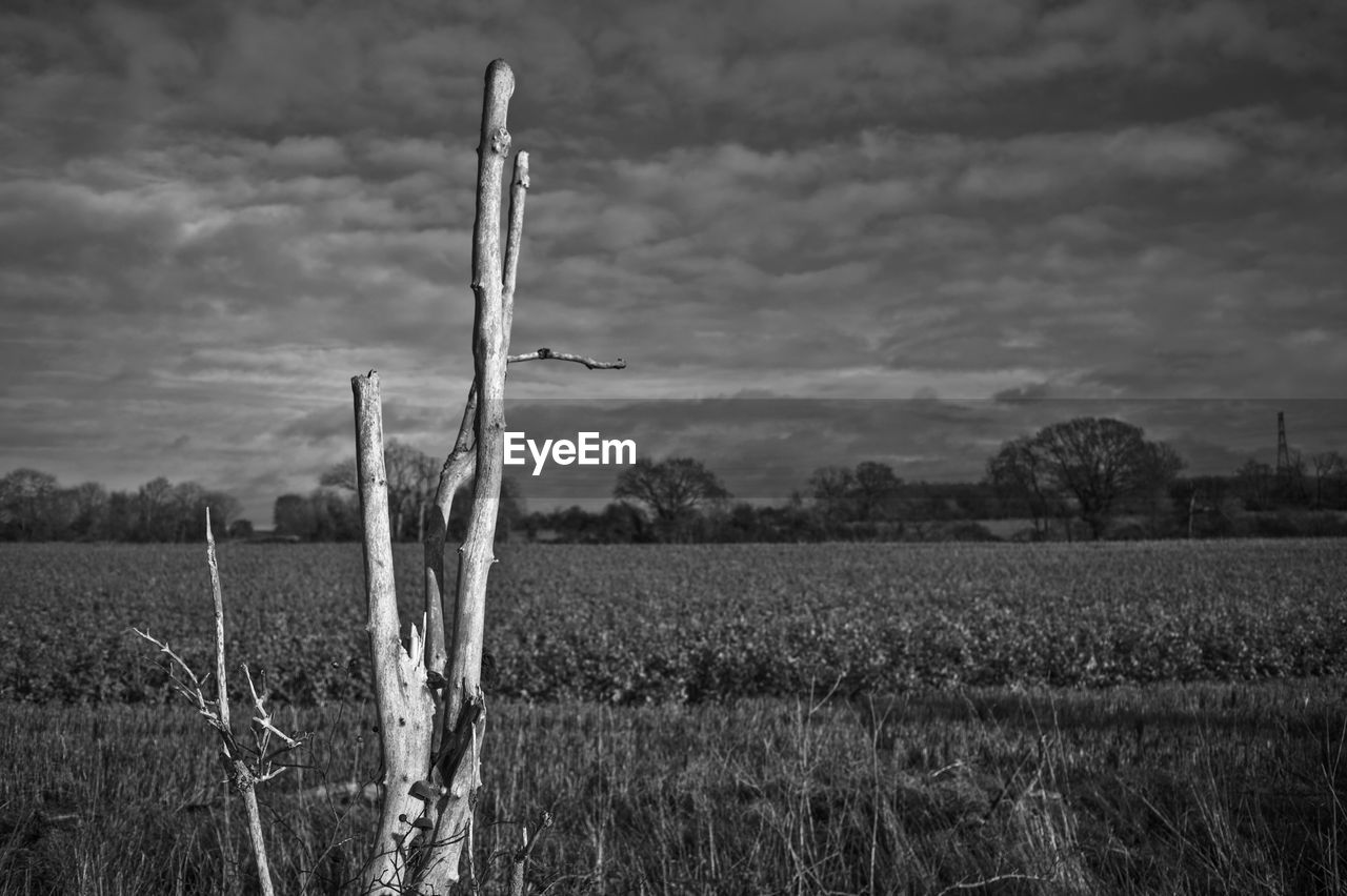 Crops growing on farm against cloudy sky