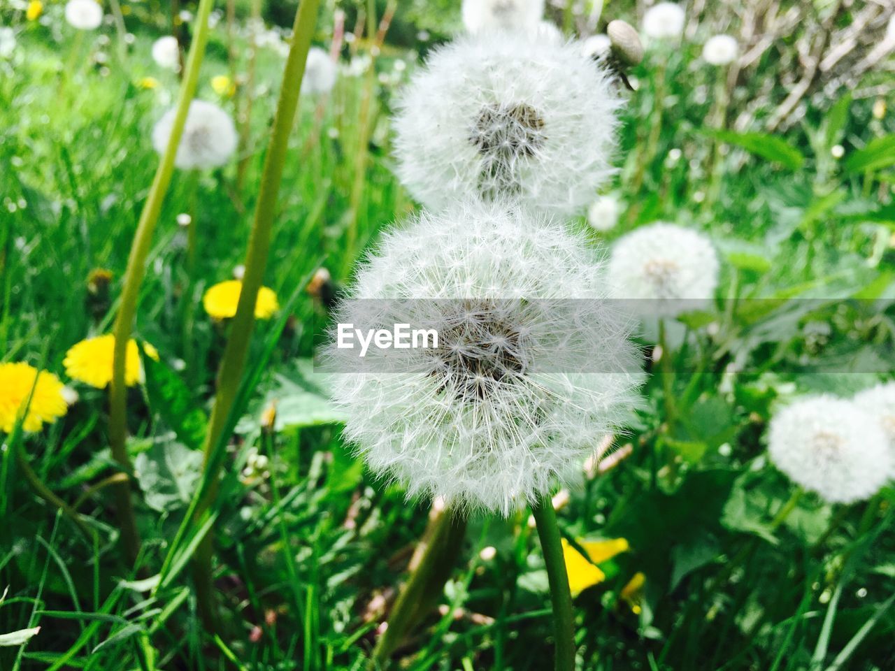 CLOSE-UP OF DANDELION BLOOMING IN PARK