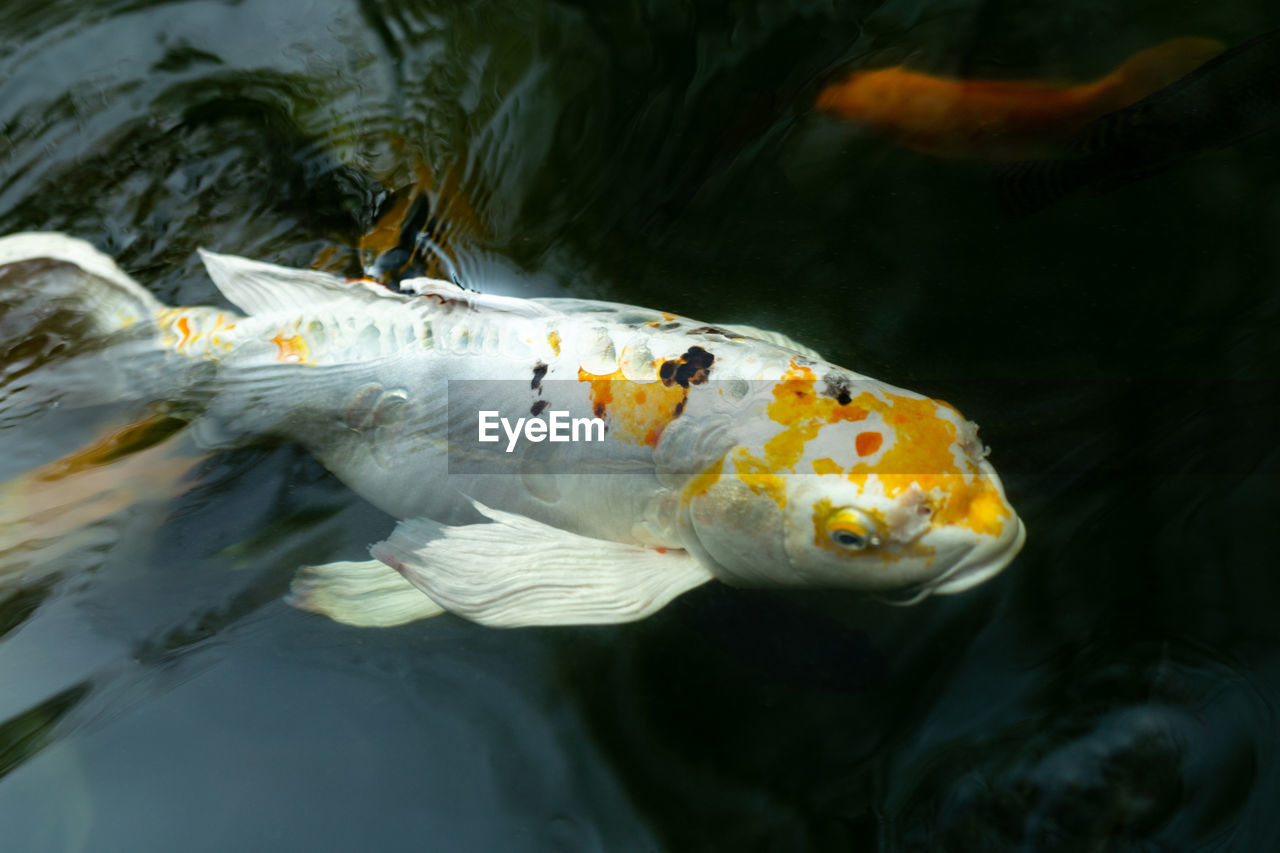 CLOSE-UP OF FISH IN SEA