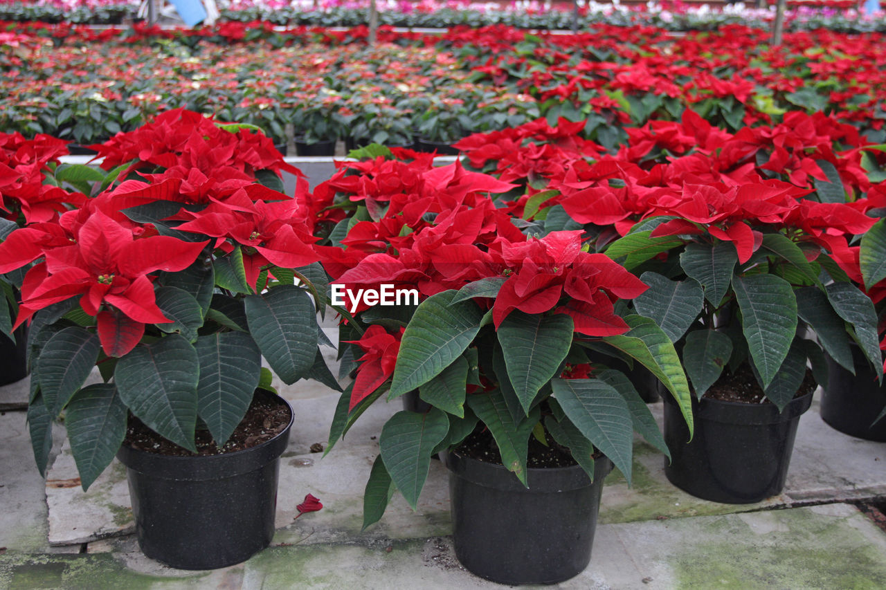 CLOSE-UP OF POTTED PLANT