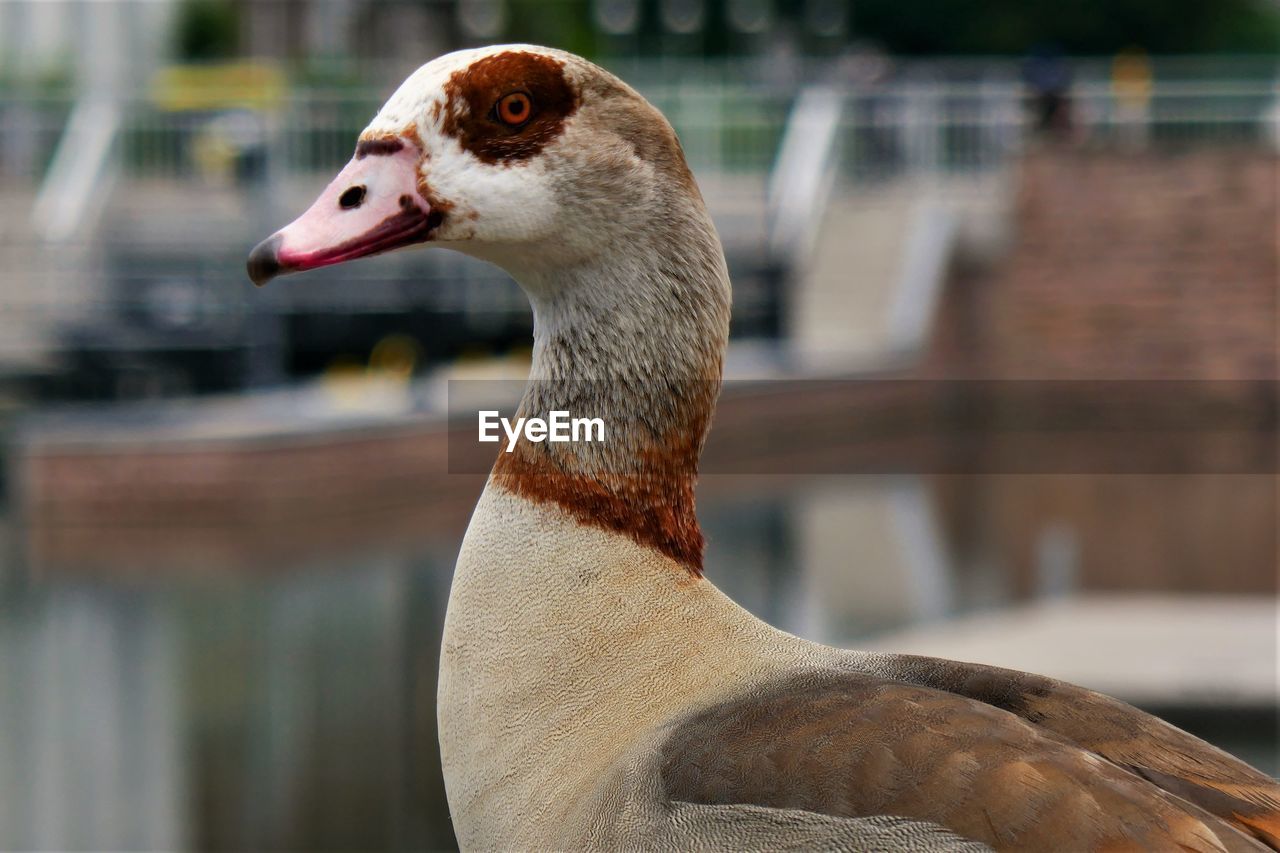 An egyptian goose looking directly into your eyes.