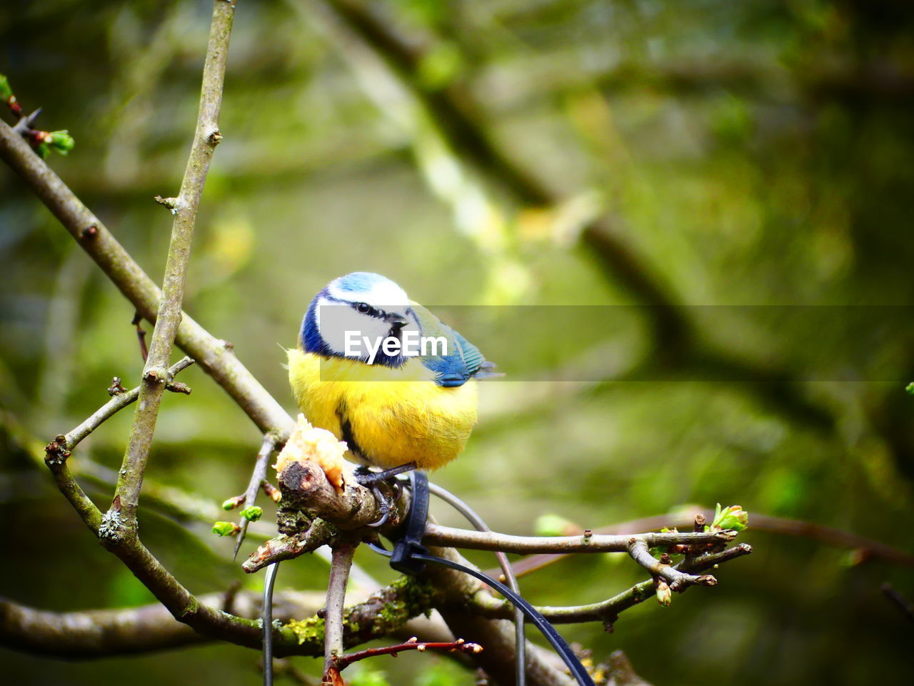 low angle view of bird perching on branch