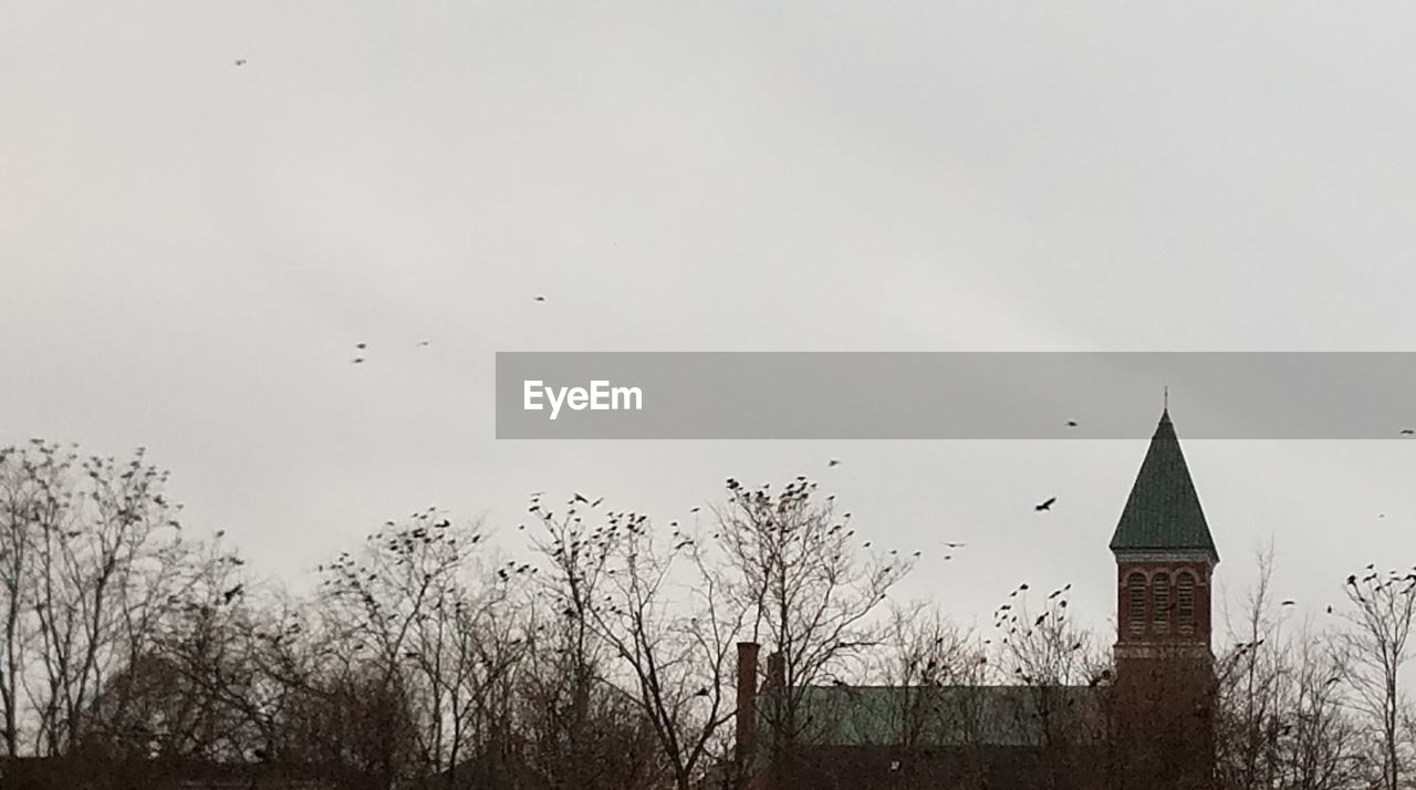 BIRDS FLYING IN SKY