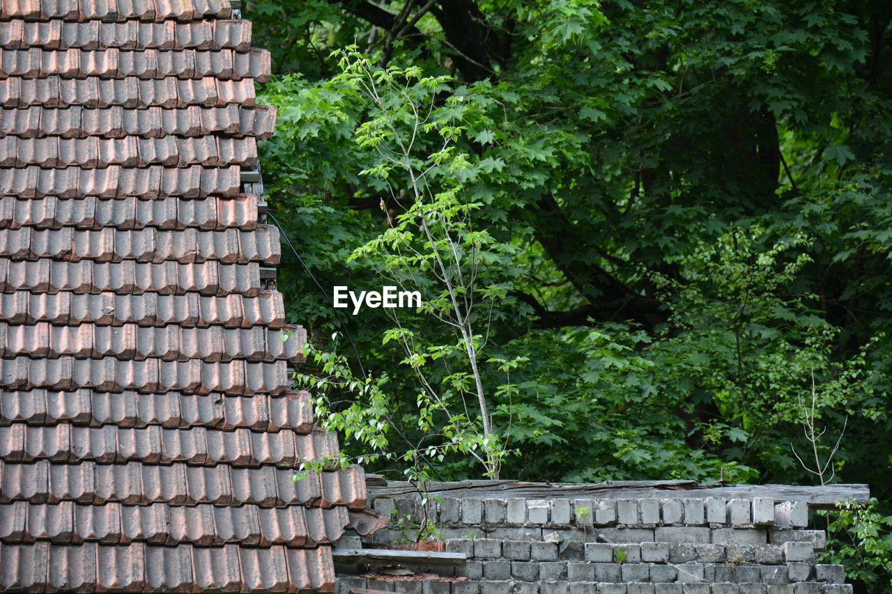 HIGH ANGLE VIEW OF STONE WALL AND TREES IN BUILDING