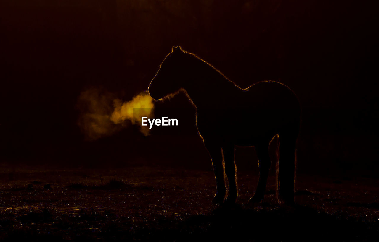 View of illuminated horse against sky at night