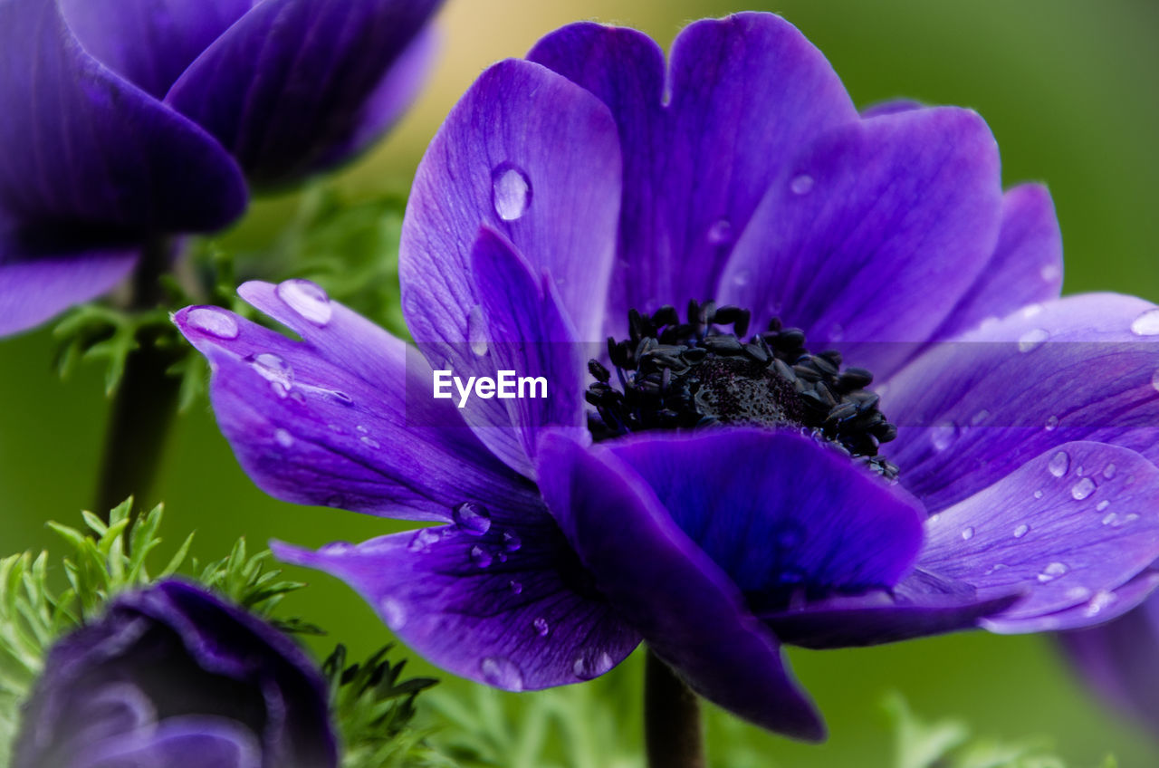 Close-up of wet purple flowers blooming in park