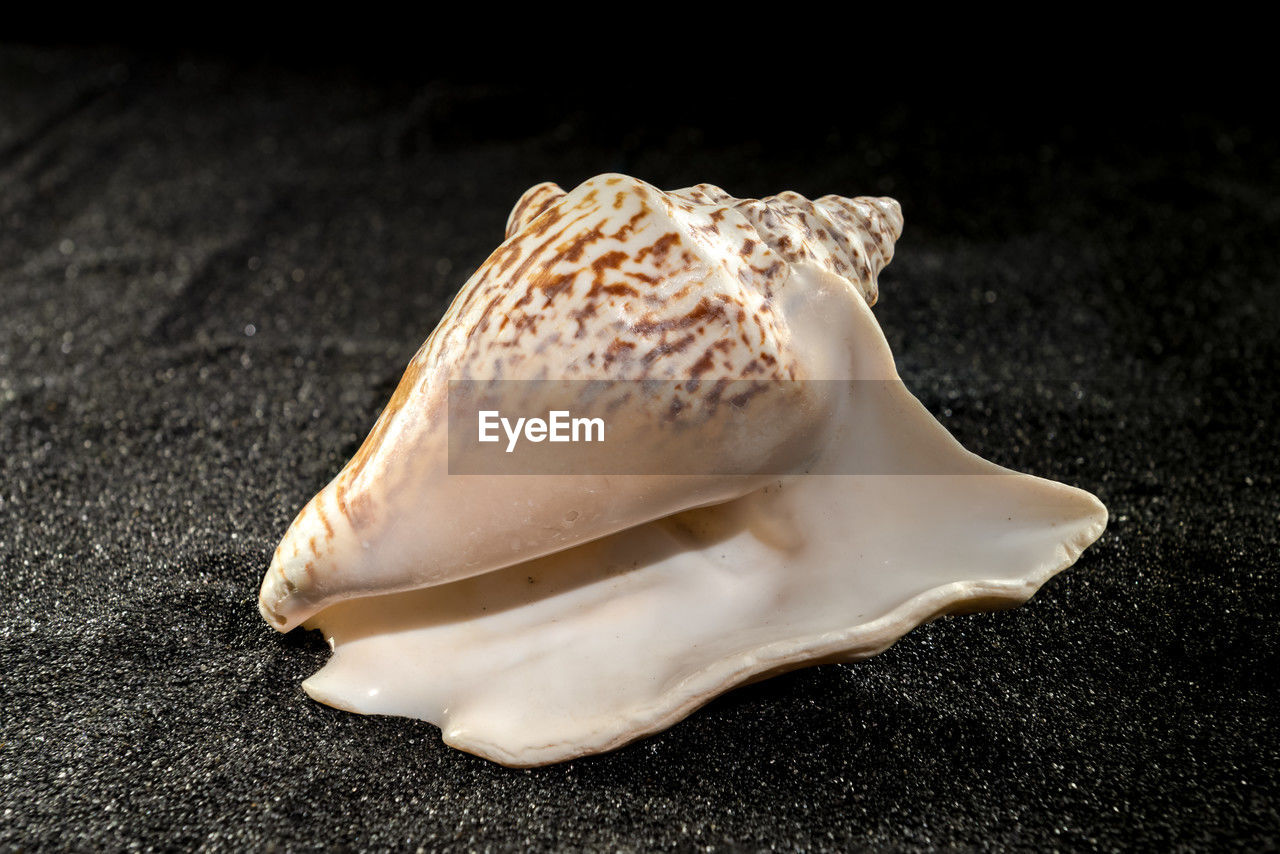 shell, conch, animal, close-up, no people, animal wildlife, macro photography, animal themes, nature, indoors, sea, food, wildlife, food and drink