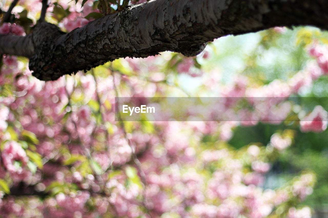 LOW ANGLE VIEW OF FLOWER TREE