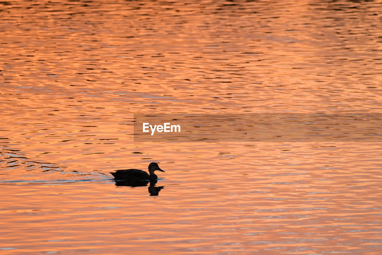 DUCK SWIMMING ON LAKE