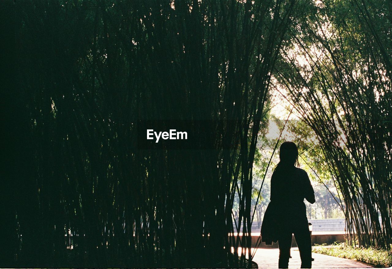 MAN STANDING IN FOREST