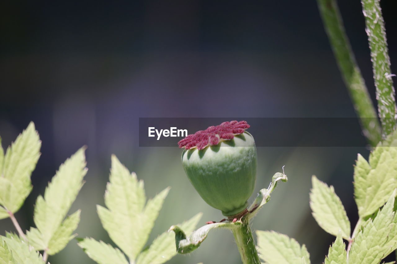 Close-up of red flowering plant