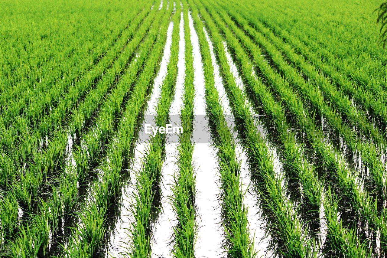 FULL FRAME SHOT OF RICE FIELD