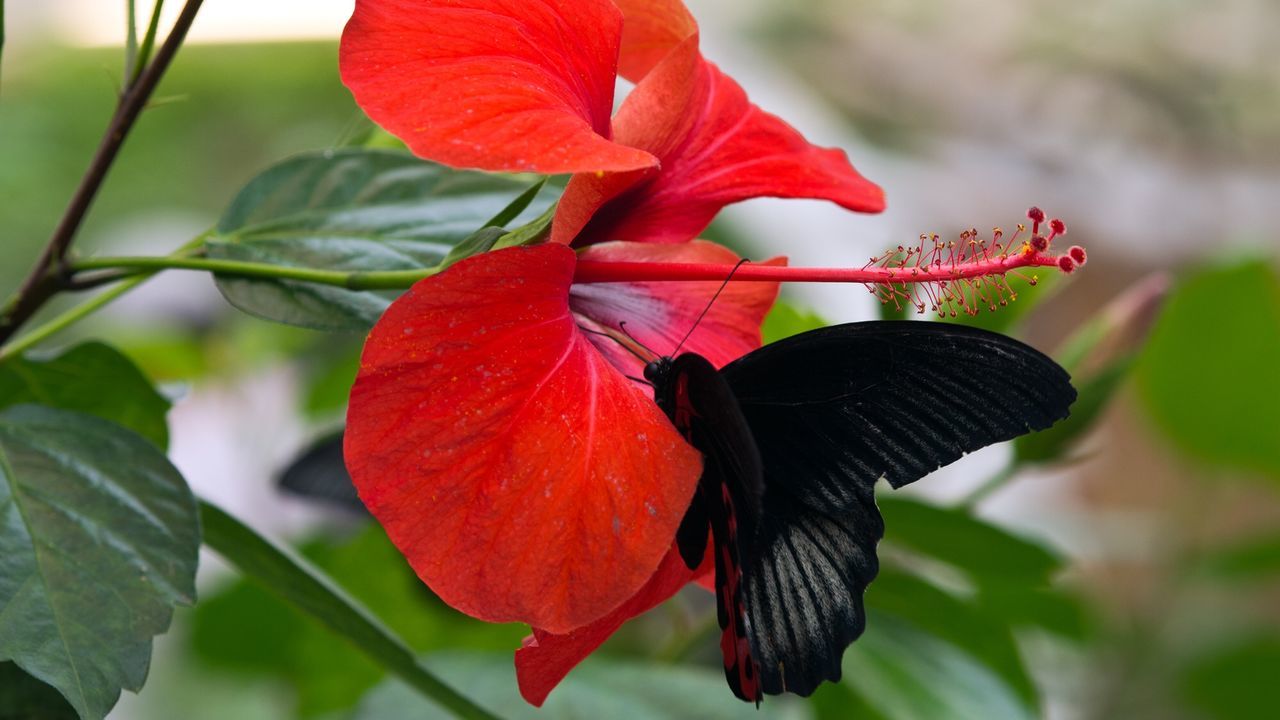 CLOSE-UP OF BUTTERFLY ON HIBISCUS