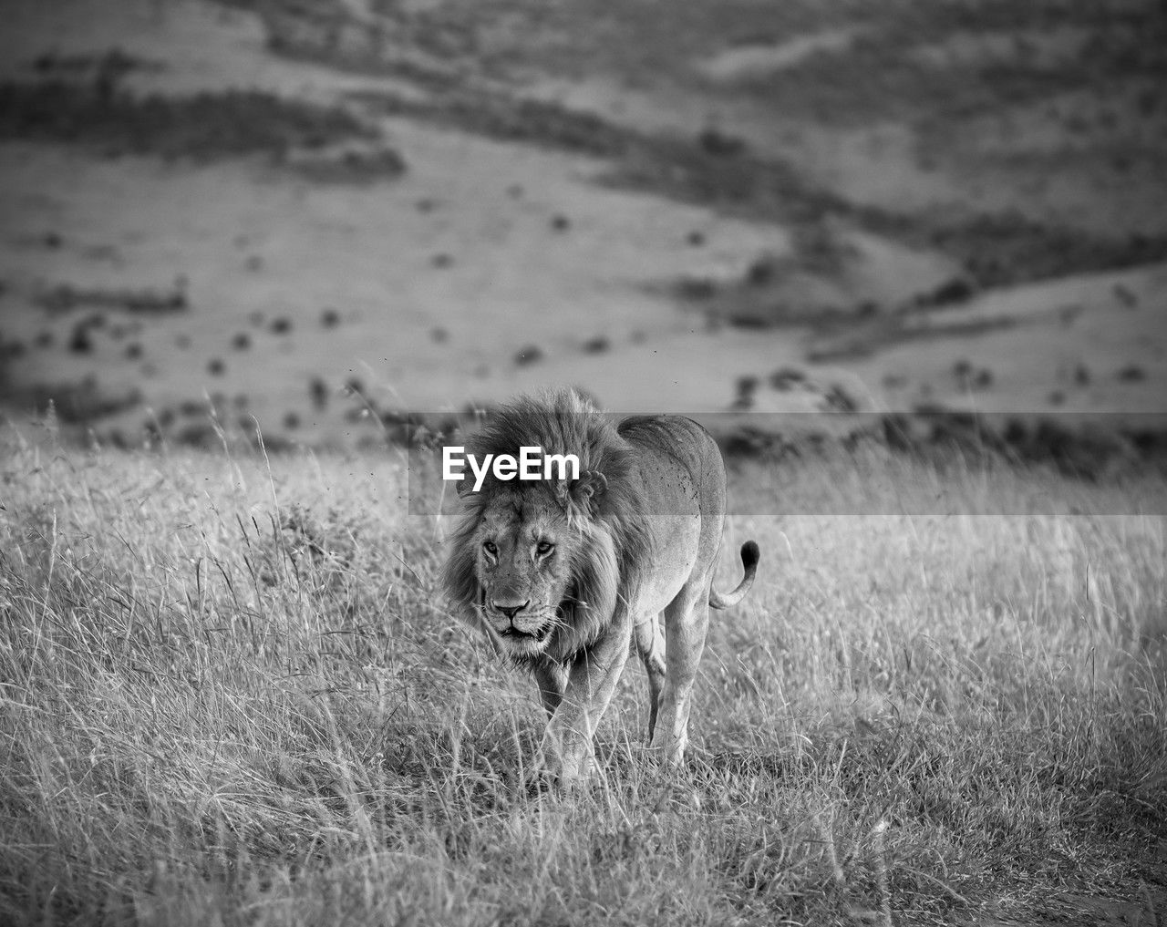 animal, animal themes, mammal, animal wildlife, wildlife, black and white, one animal, grass, monochrome photography, monochrome, no people, lion - feline, land, nature, plant, safari, portrait, feline, day, cat, field, environment, looking at camera, outdoors, landscape, big cat, domestic animals