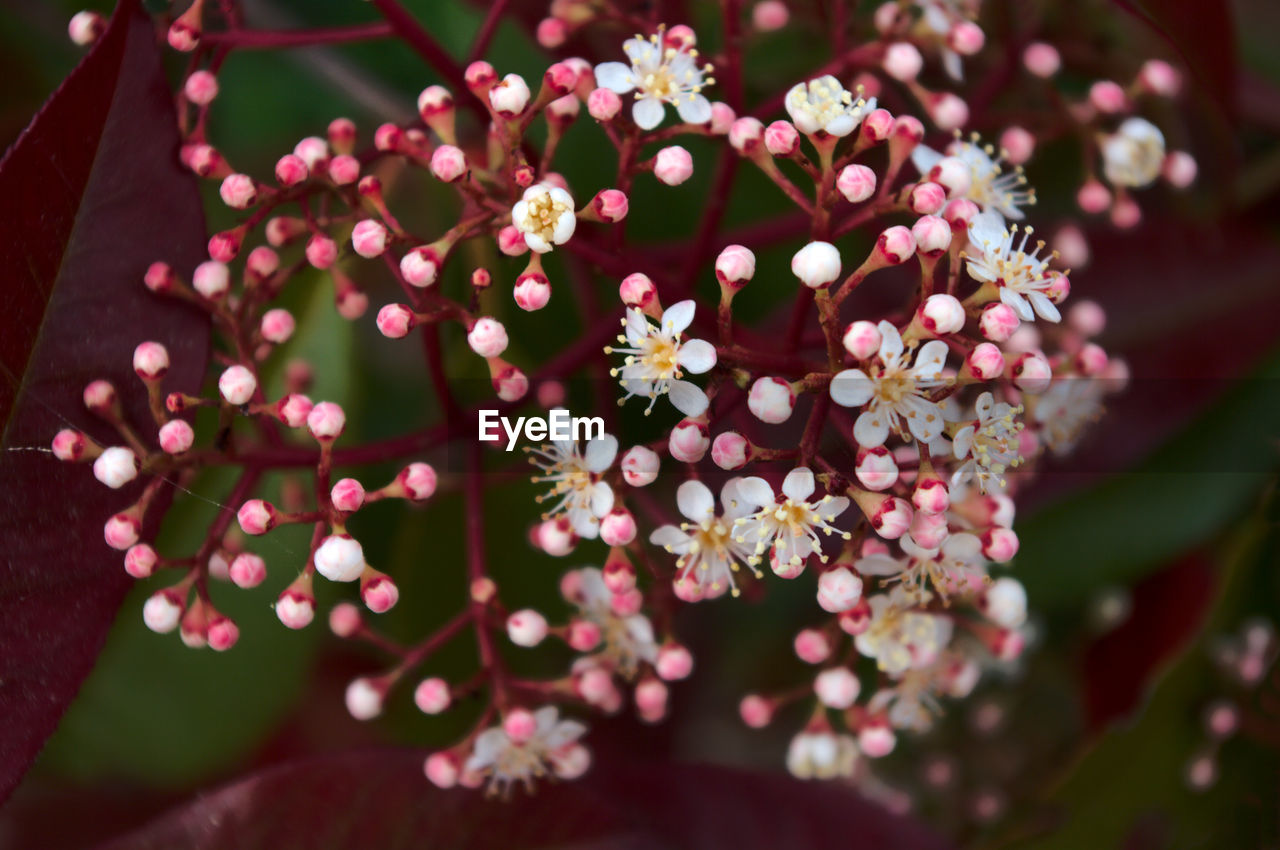 Close-up of flowers blooming on tree