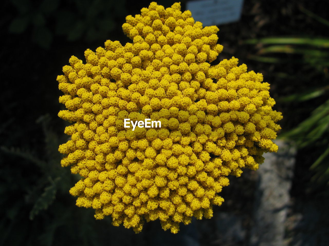 CLOSE-UP OF YELLOW FLOWERING PLANT IN POT