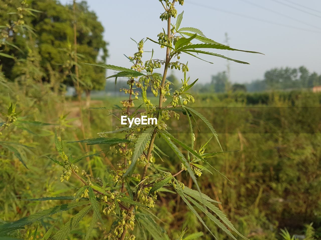 Close-up of plants growing on field