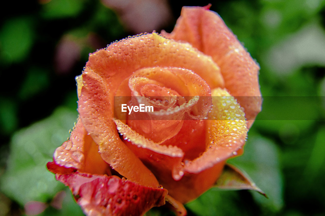 CLOSE-UP OF WATER DROPS ON ROSE BLOOMING OUTDOORS