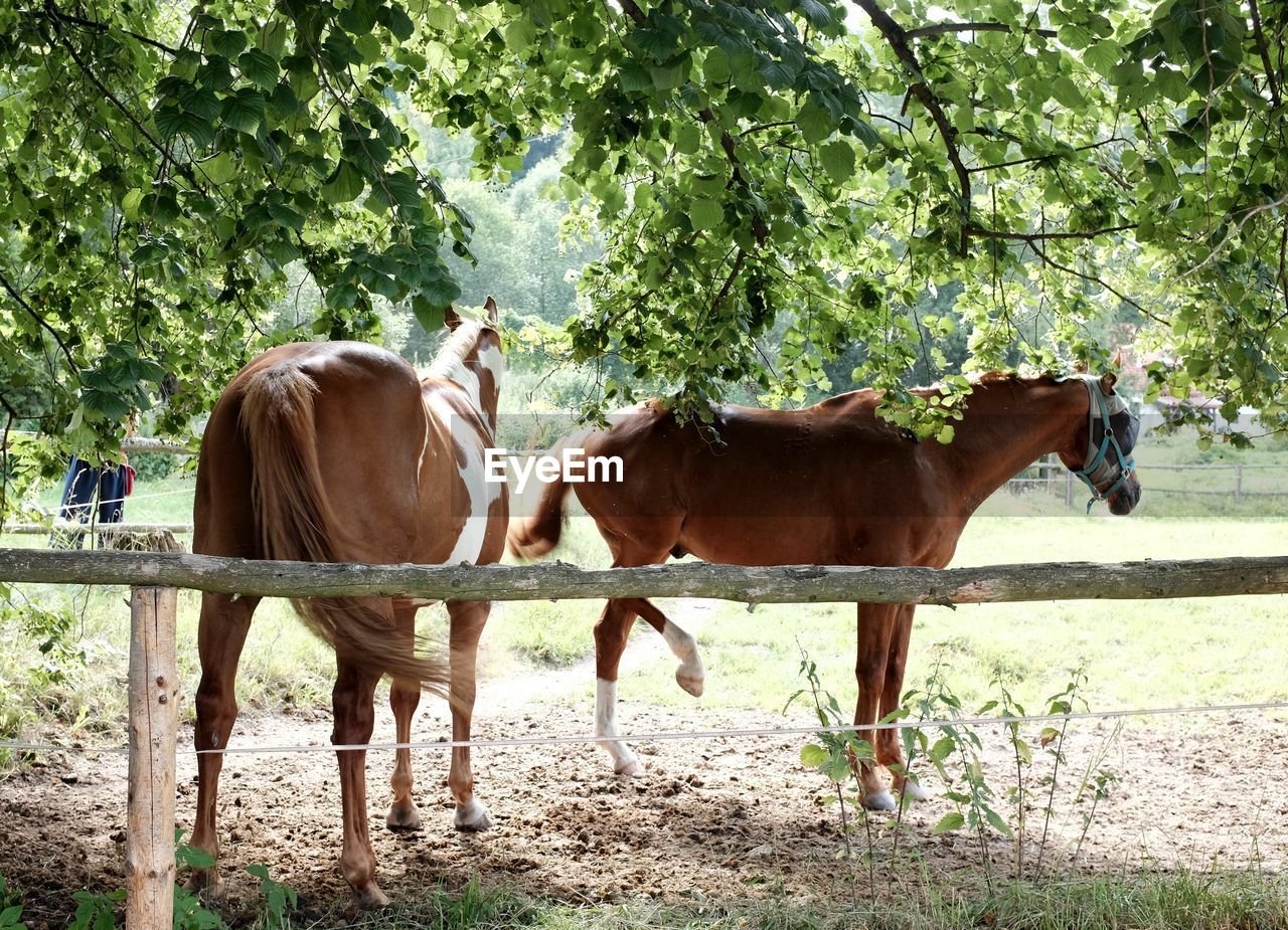 Horses at midday heat 