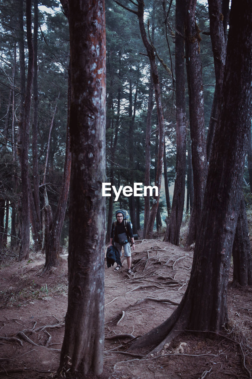 Man walking amidst trees in forest