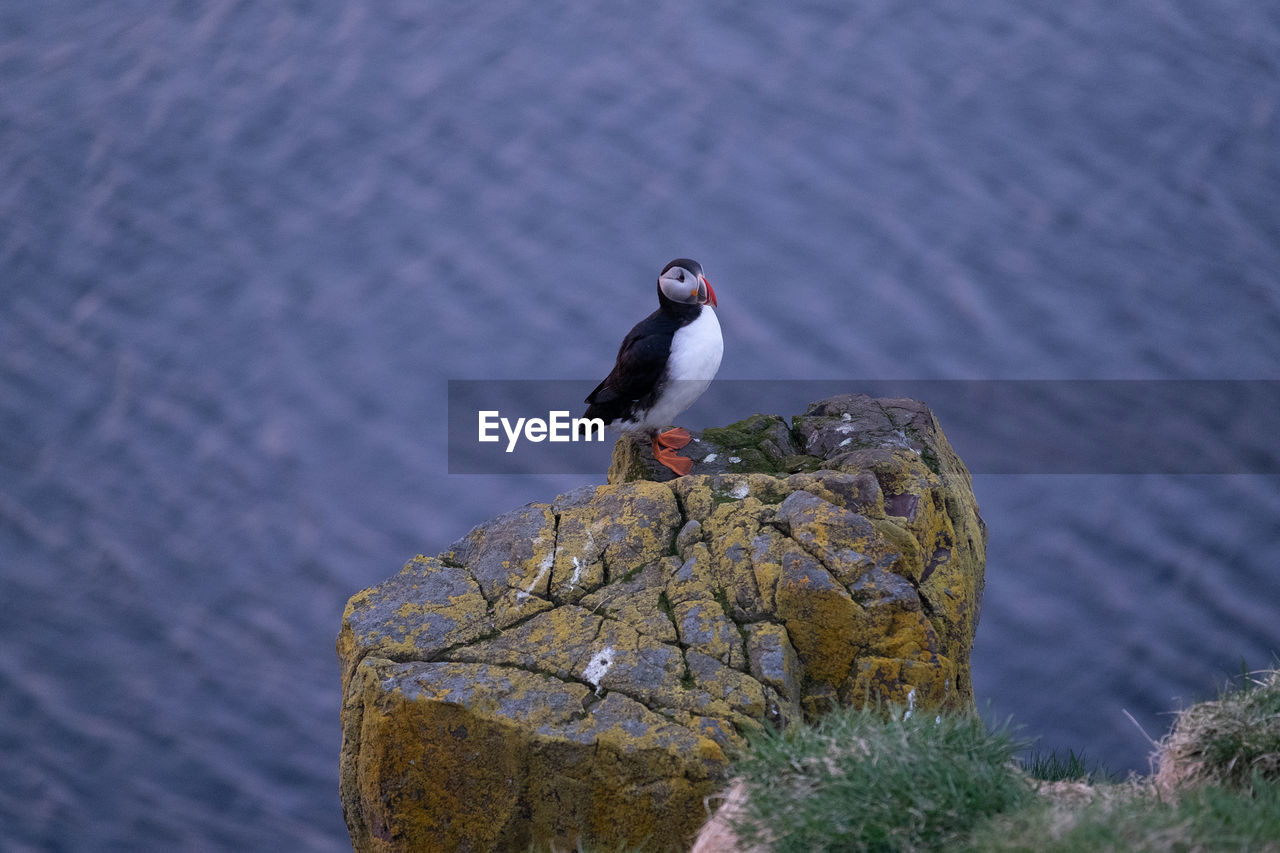 High angle view of puffin on cliff against sea