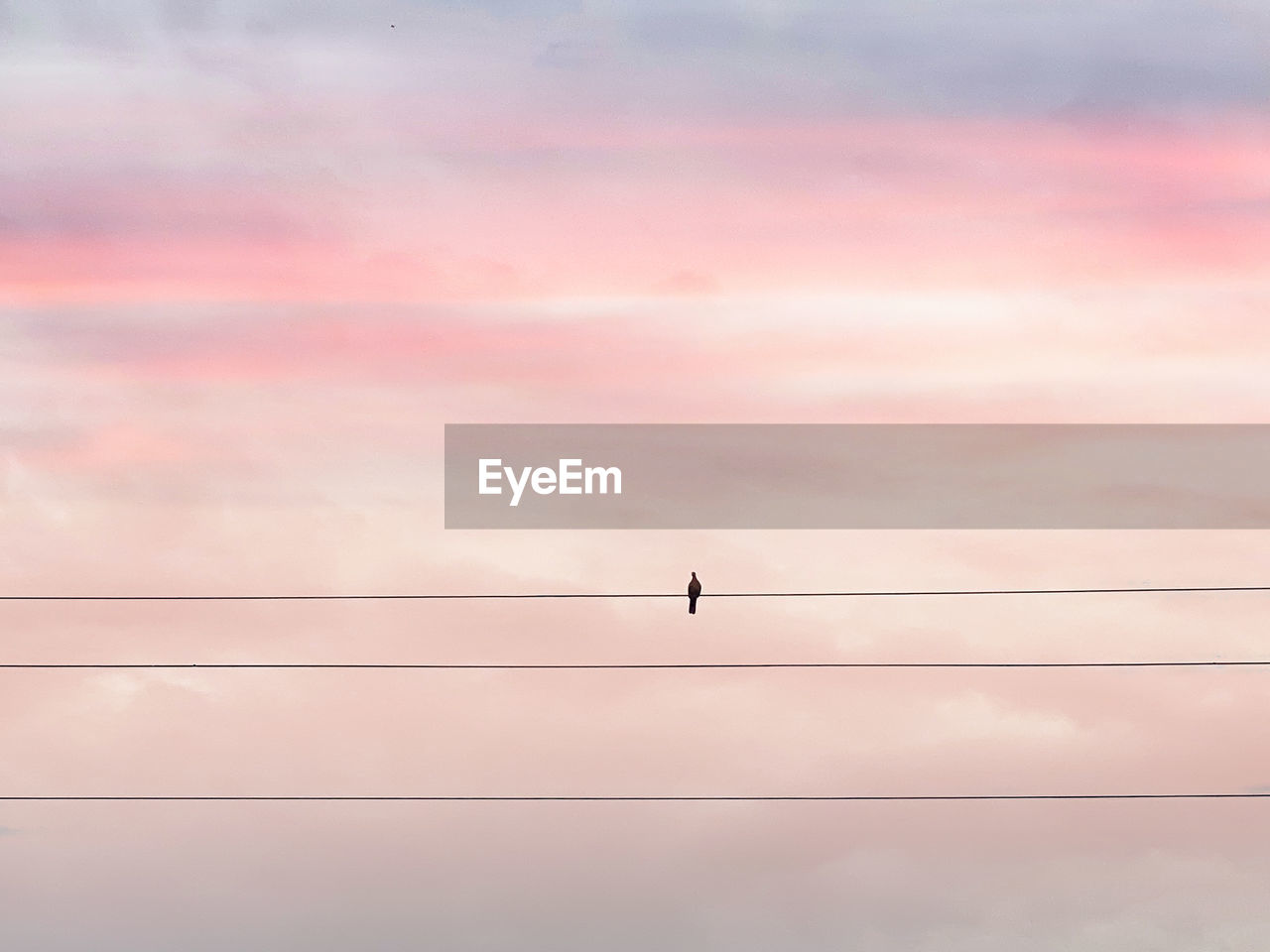 LOW ANGLE VIEW OF BIRDS PERCHING ON CABLE