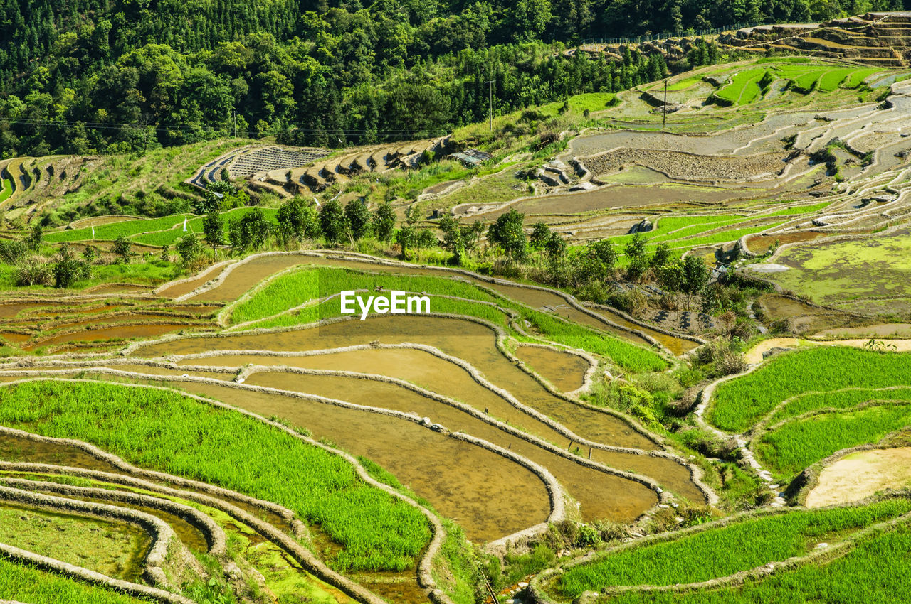 PANORAMIC SHOT OF AGRICULTURAL FIELD