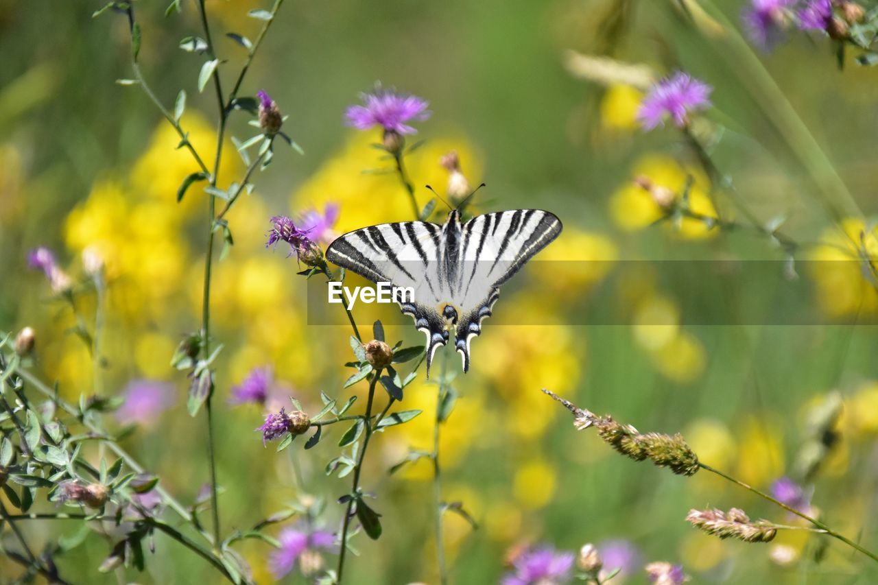 BUTTERFLY POLLINATING ON FLOWER