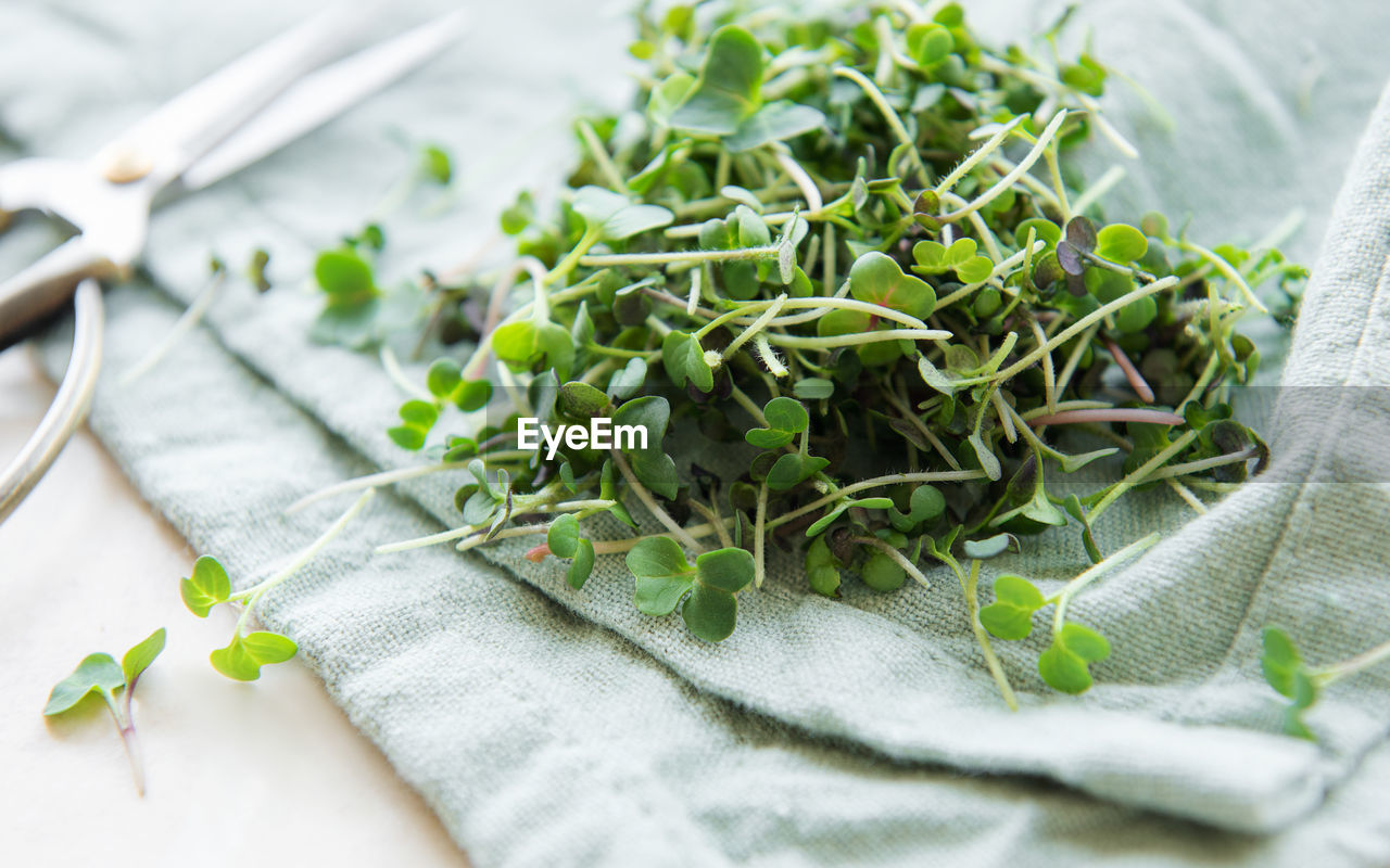 Fresh organic radish micro green on textile background