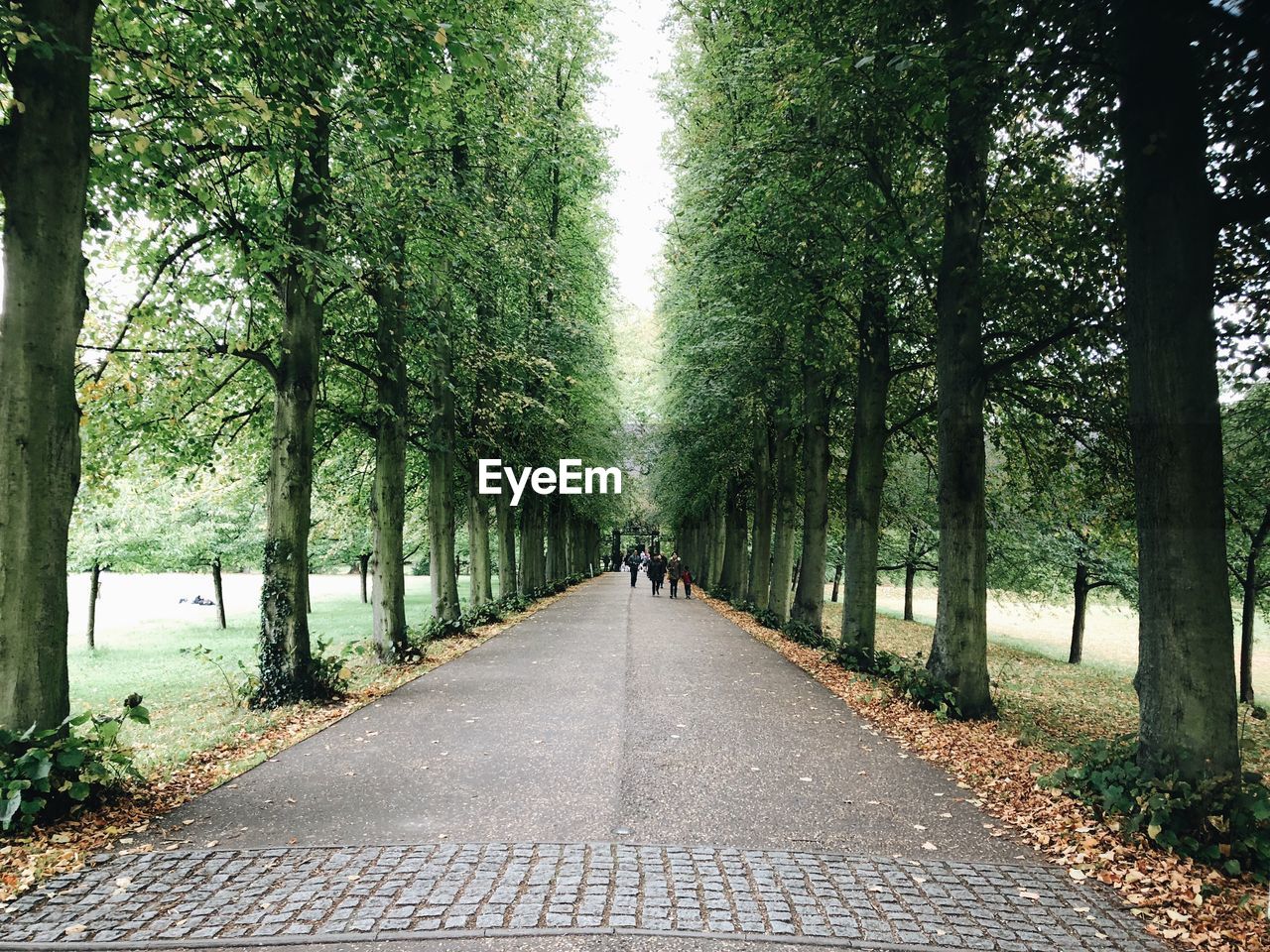 Street amidst trees in park