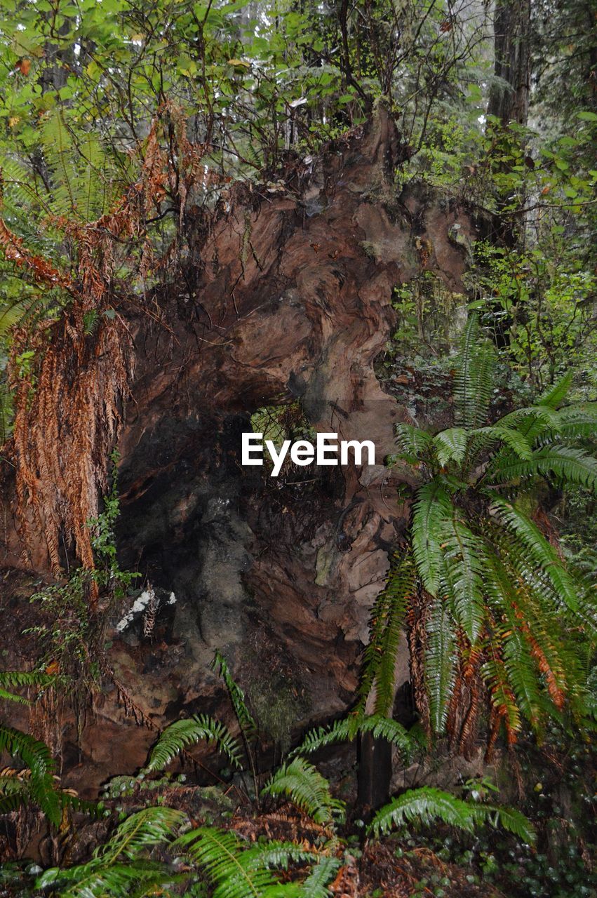SCENIC VIEW OF FOREST