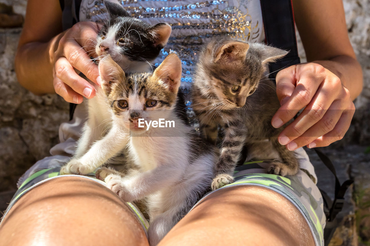 Midsection of woman with kittens sitting outdoors