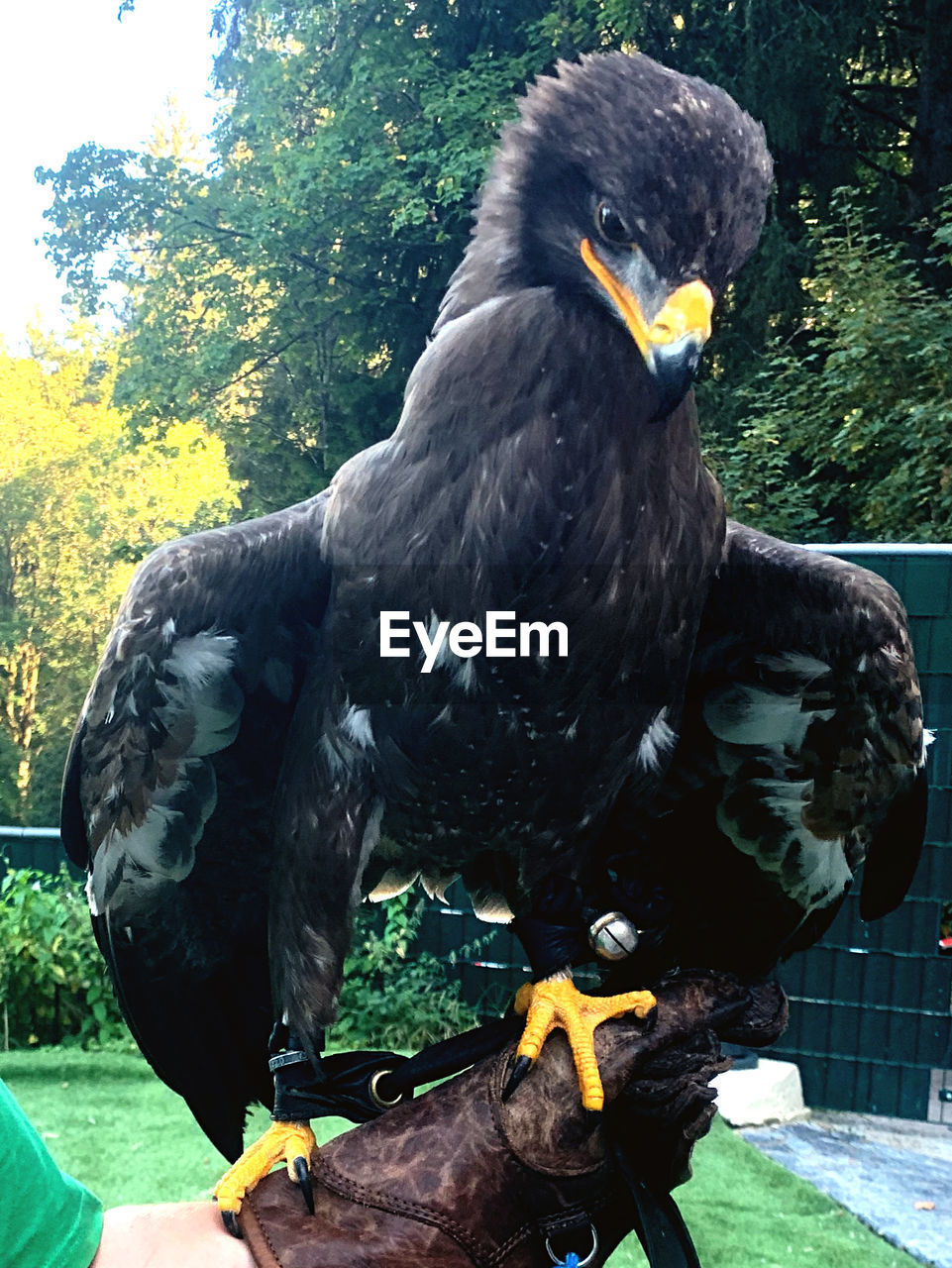 CLOSE-UP OF EAGLE PERCHING ON A ROCK