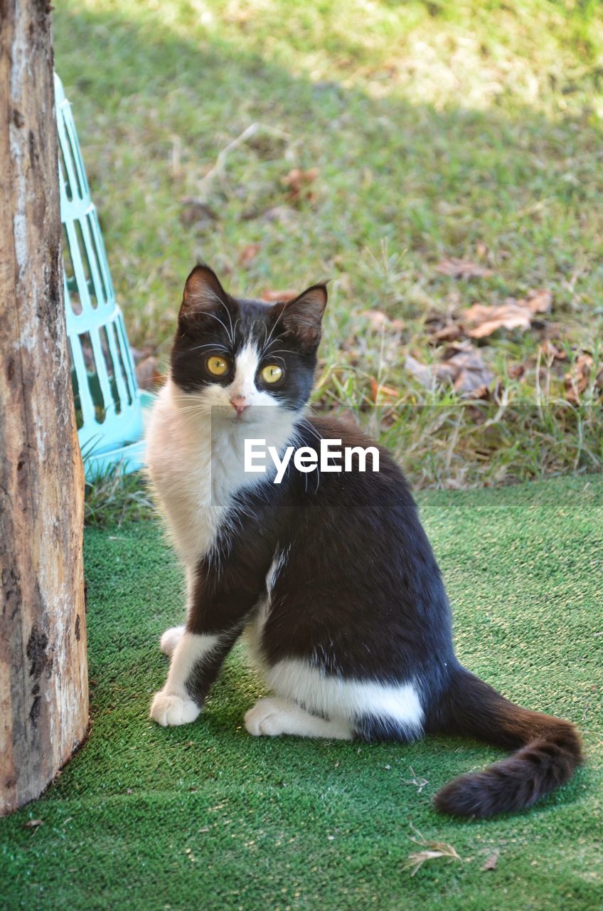 PORTRAIT OF CAT SITTING ON GRASSLAND